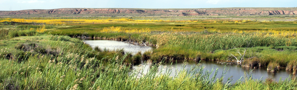 Canyon Wetland
